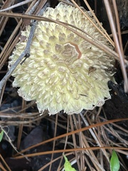 Boletellus ananas image