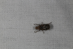 Euparius paganus