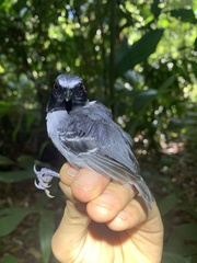 Myrmoborus myotherinus