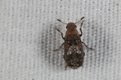 Euparius paganus