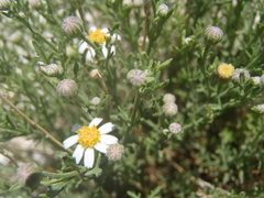 Perityle coronopifolia
