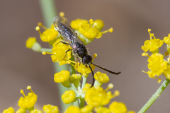 Poecilotiphia gracilis
