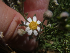 Perityle coronopifolia
