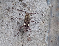 Colobothea bisignata