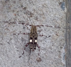 Colobothea bisignata