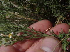 Perityle coronopifolia