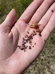 Penstemon grandiflorus