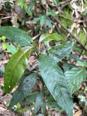 Palicourea angustifolia