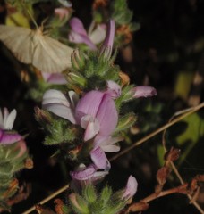 Ononis spinosa