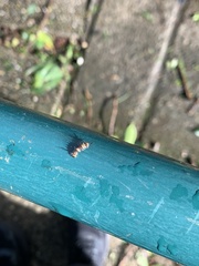 Lepidoptera