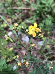 Hypericum virgatum