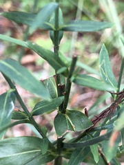 Hypericum virgatum