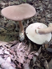 Austroboletus gracilis