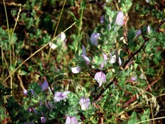 Ononis spinosa