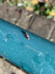 Lepidoptera
