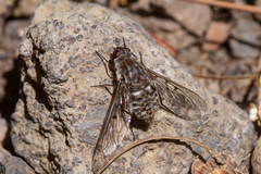 Spogostylum trinotatum