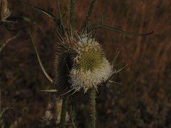 Dipsacus laciniatus