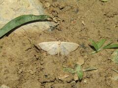 Scopula minorata