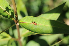 Oncopeltus cingulifer