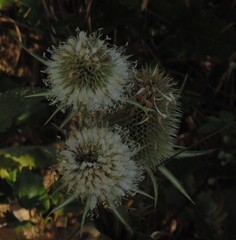 Dipsacus laciniatus