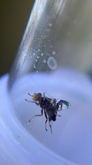 Rhagoletis pomonella