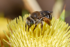 Tetraloniella hohmanni