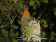 Dipsacus laciniatus