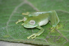 Nymphargus