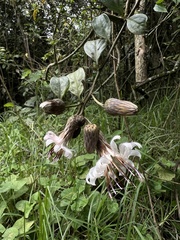 Barnadesia spinosa