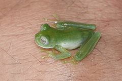 Nymphargus