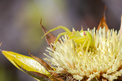 Misumena spinifera