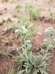 Cryptantha crassisepala
