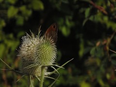 Dipsacus laciniatus