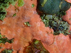 Spirastrella coccinea