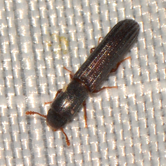 Colydium lineola
