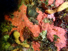 Spirastrella coccinea