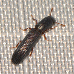 Colydium lineola