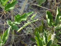 Mantis religiosa