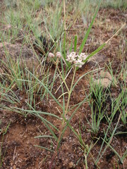 Asclepias cucullata cucullata
