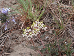 Asclepias multicaulis