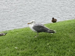 Larus