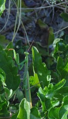 Mantis religiosa