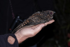 Uropsalis segmentata