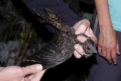 Uropsalis segmentata