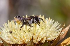 Megachile canariensis