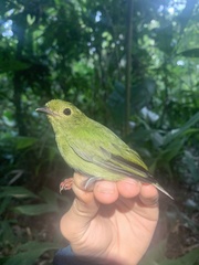 Chiroxiphia pareola