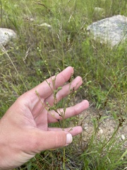 Linum medium texanum