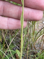 Linum medium texanum