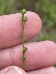 Linum medium texanum