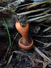 Cortinarius rubripes